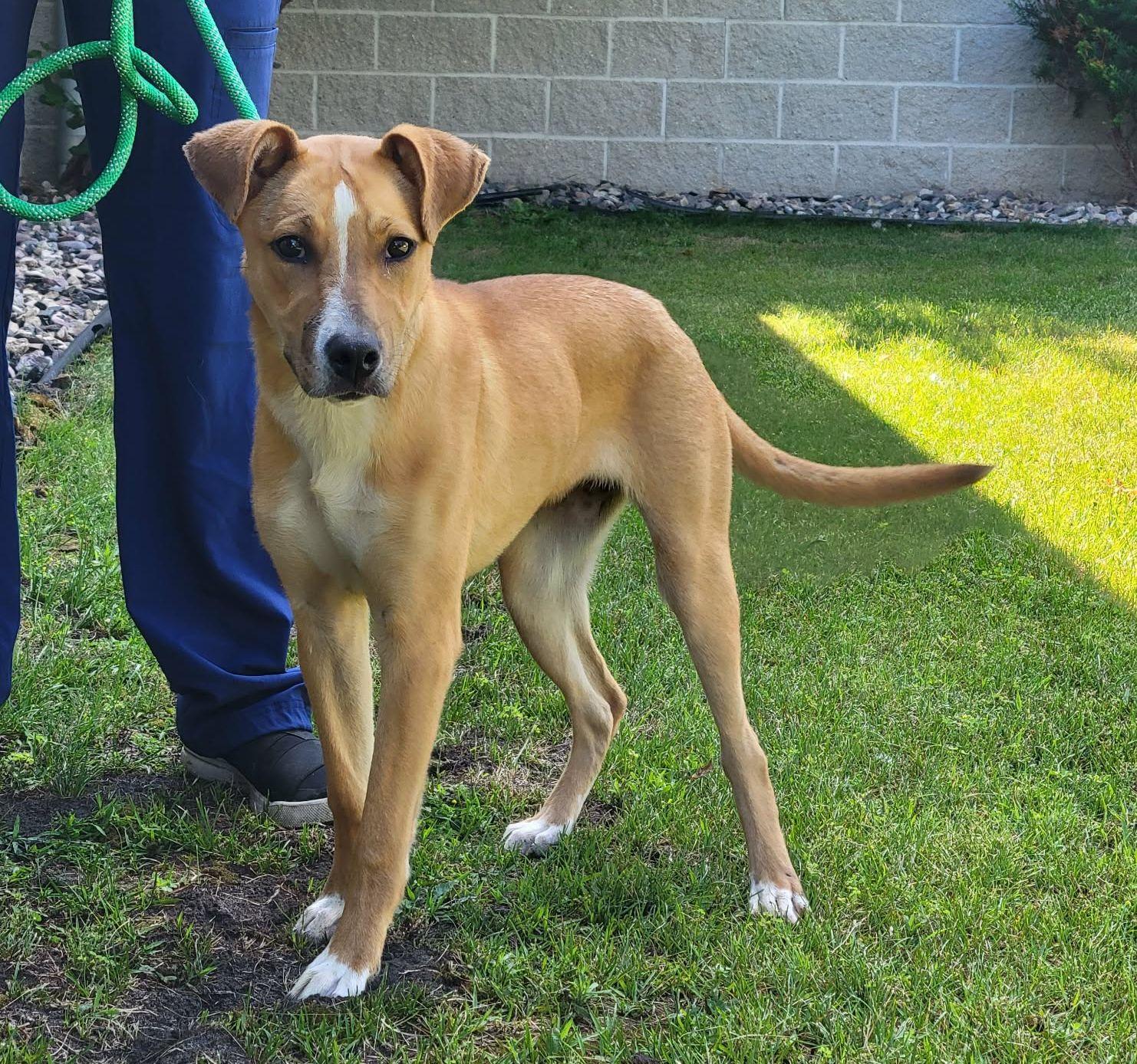 Poppy, ADOPTABLE, Young Female Mixed Breed.