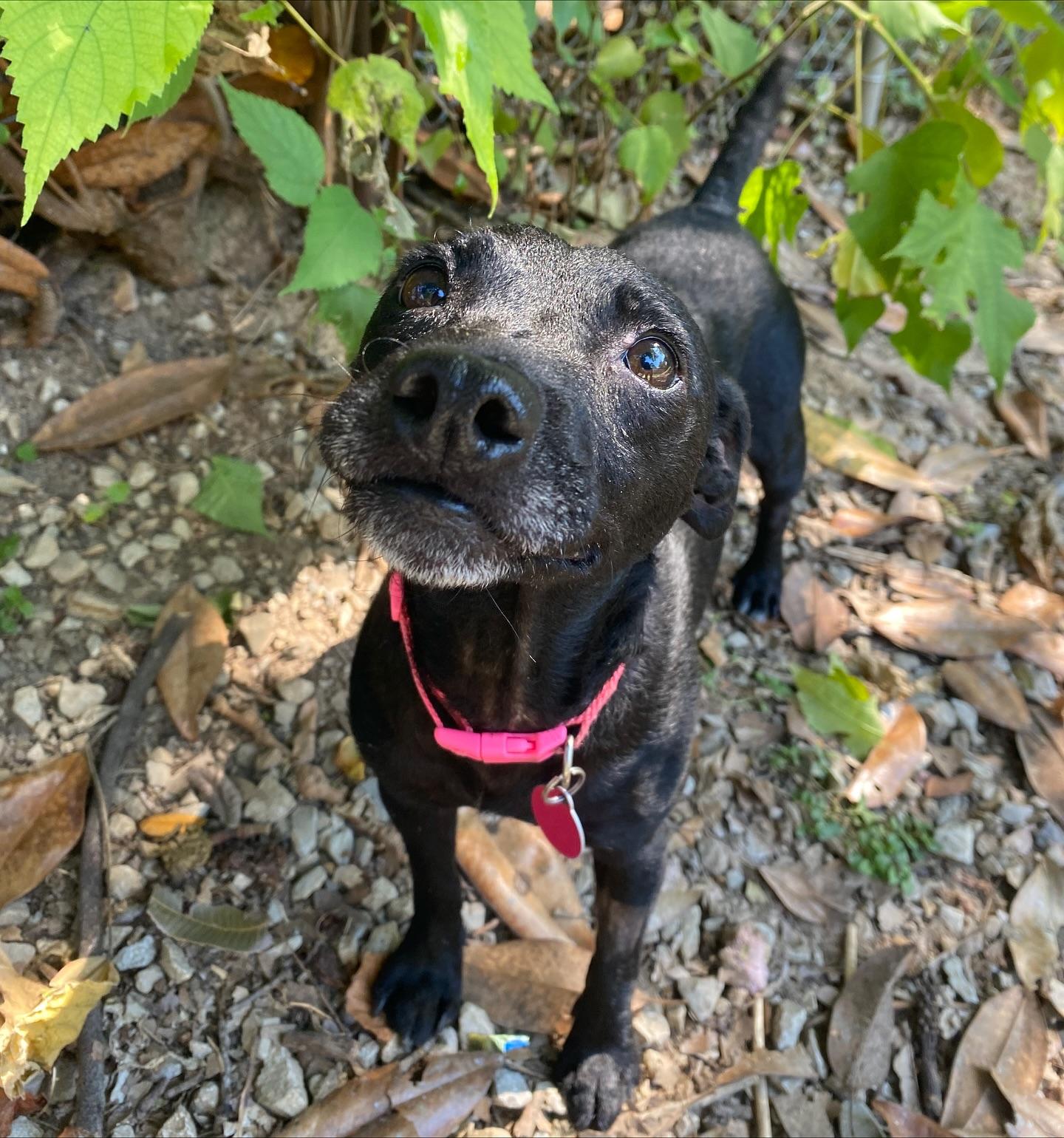 Enlarge Coco, a ADOPTABLE Mixed Breed in Baton Rouge, LA image 1/1
