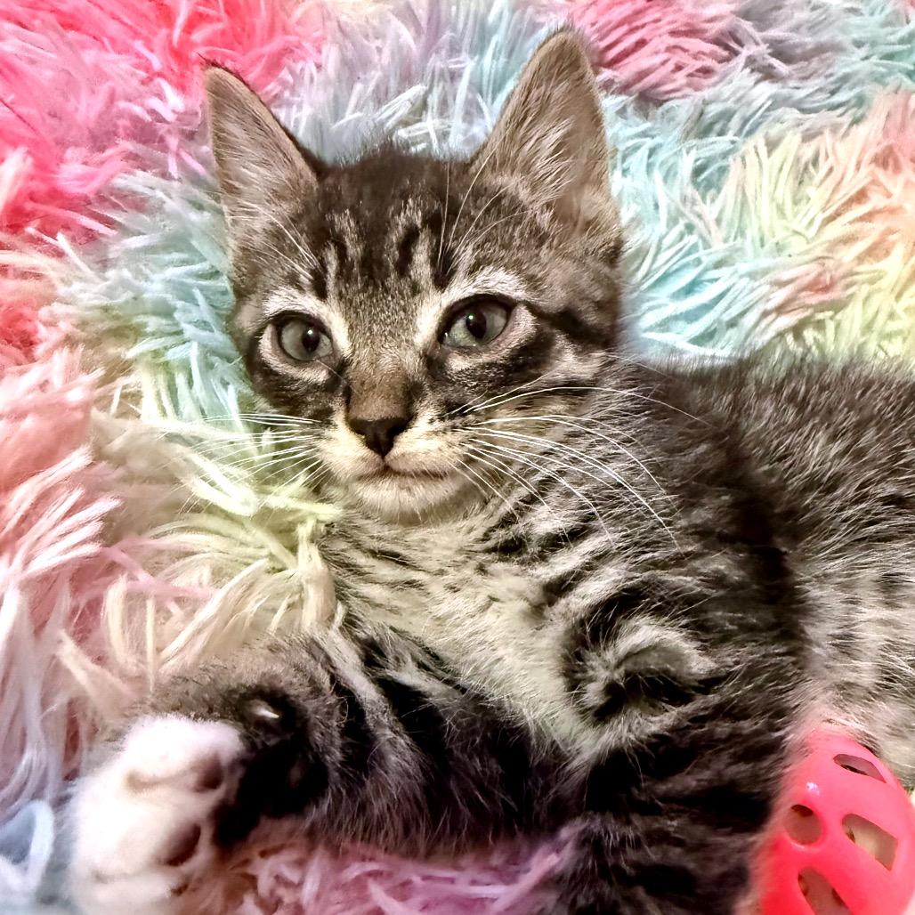 Enlarge Bambi, a Adoptable Domestic Short Hair in Zimmerman, MN image 1/2