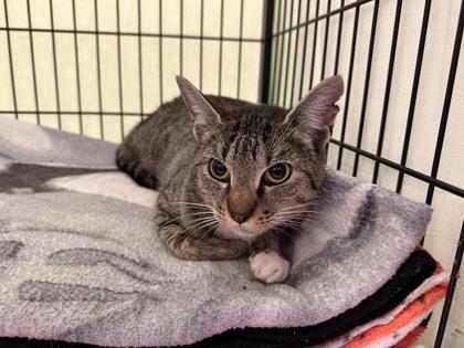 Enlarge Yvette, a Adoptable Domestic Short Hair in Lowell, MA image 1/1