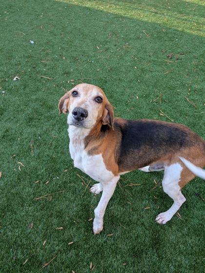 Elmer Fudd, Adoptable, Senior Male Hound & Mixed Breed.