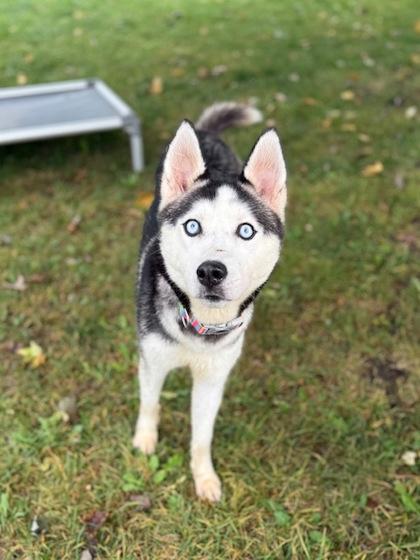 Enlarge Cordova, a Adoptable Siberian Husky in Cobourg, ON image 2/3