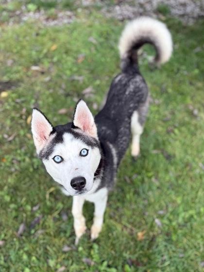 Enlarge Cordova, a Adoptable Siberian Husky in Cobourg, ON image 3/3