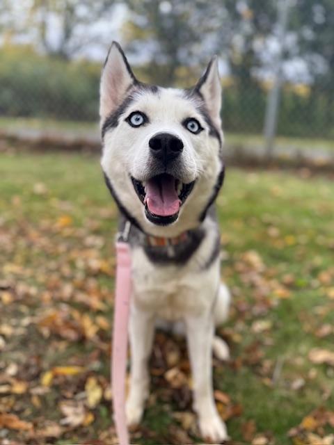 Enlarge Cordova, a Adoptable Siberian Husky in Cobourg, ON image 1/3