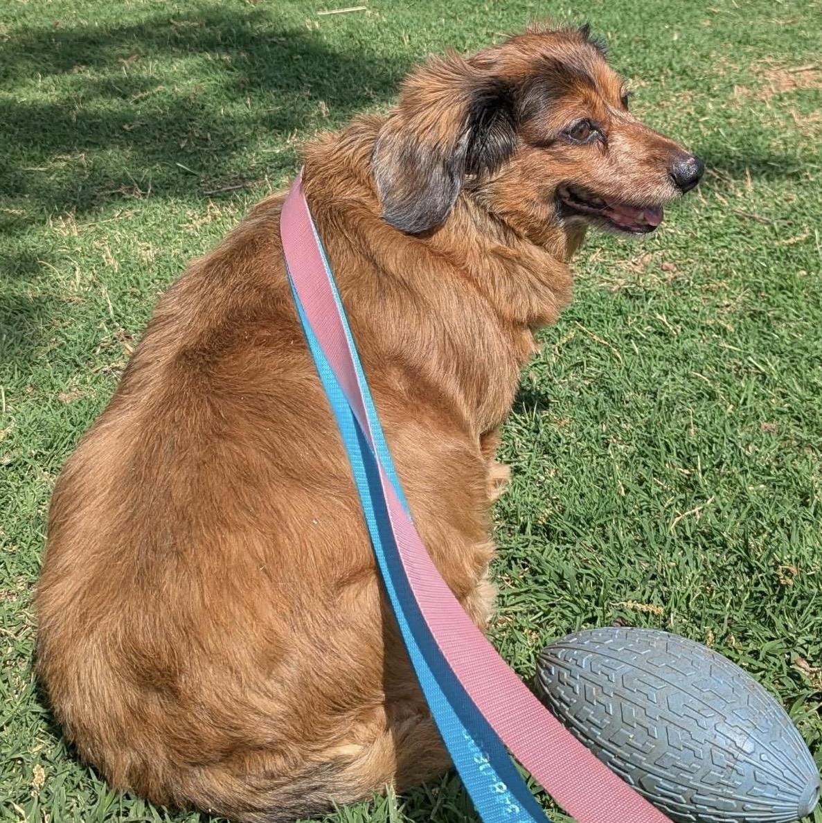 Lucy , a ADOPTABLE mixed breed in Pelham, NH image 4/6