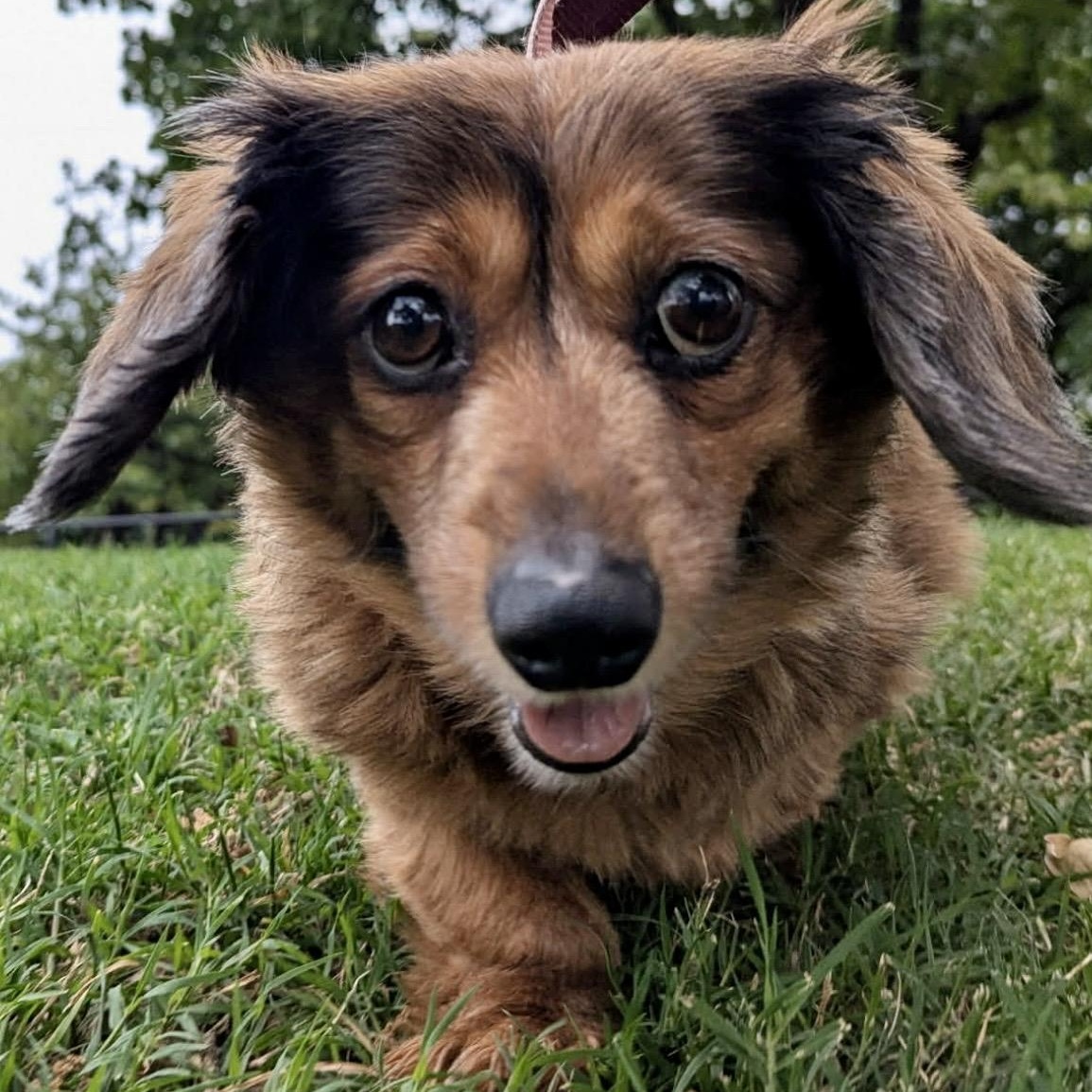 Lucy , ADOPTABLE, Senior Female Dachshund (Long Haired).