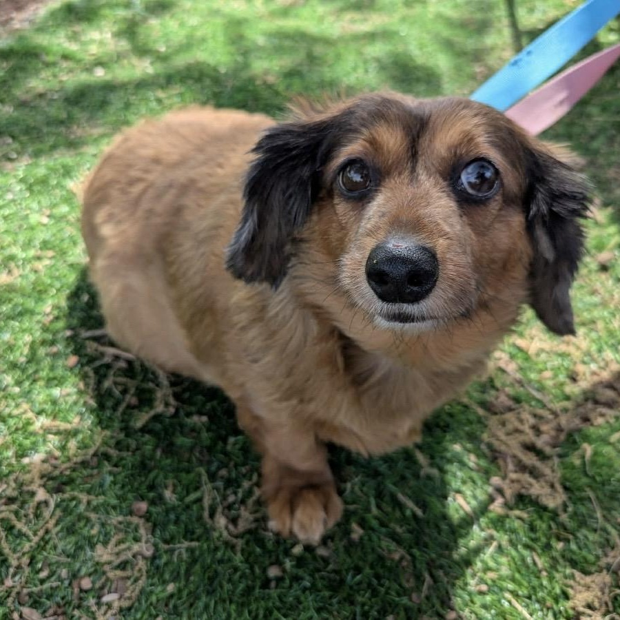 Lucy , a ADOPTABLE mixed breed in Pelham, NH image 2/6