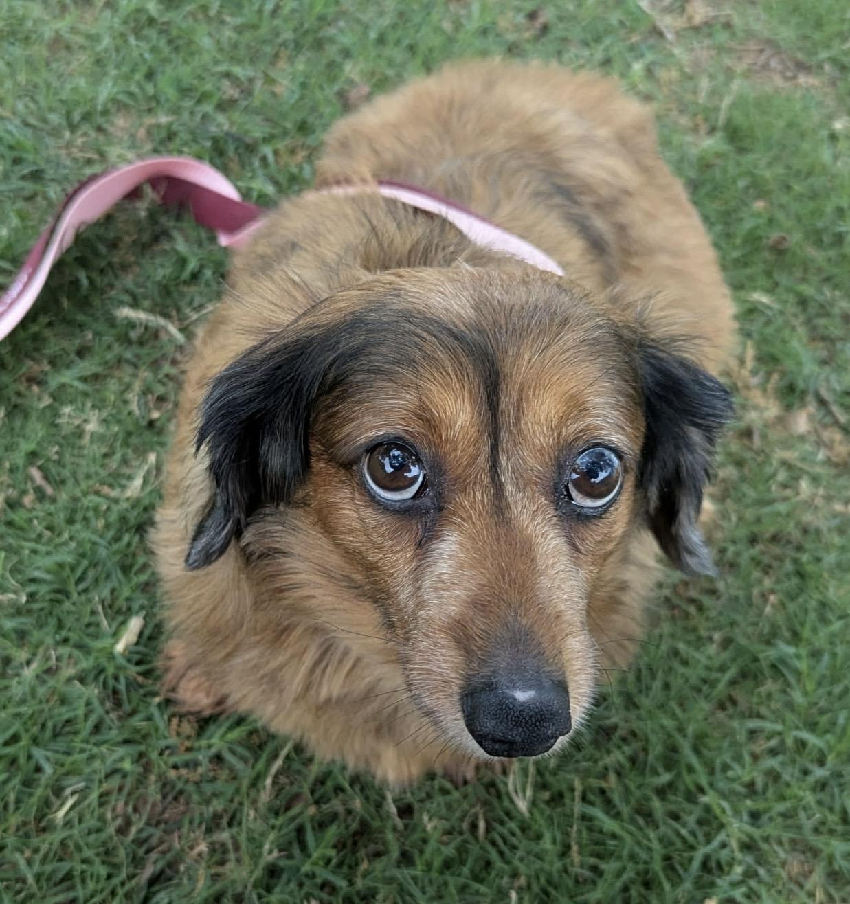 Lucy , a ADOPTABLE mixed breed in Pelham, NH image 6/6
