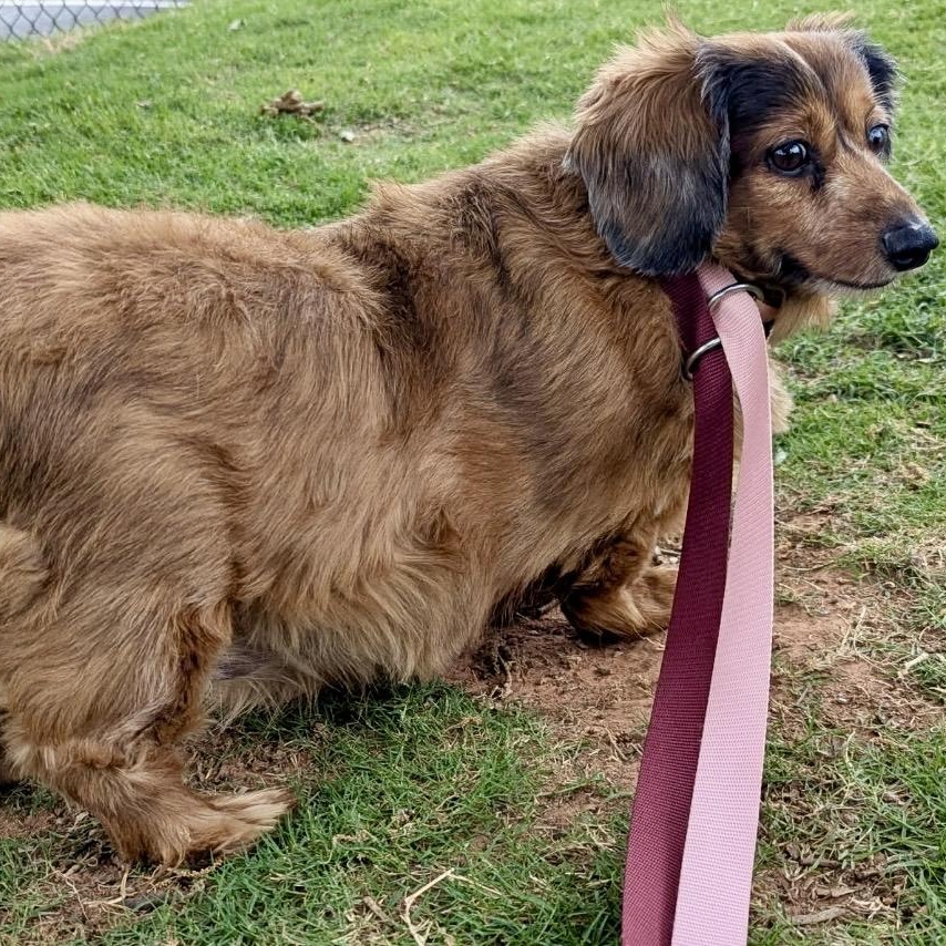 Lucy , a ADOPTABLE mixed breed in Pelham, NH image 5/6