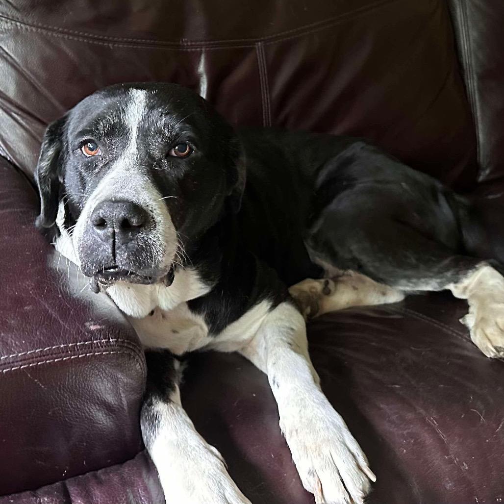 Enlarge Leia, a Adoptable mixed breed in Columbus, OH image 1/6