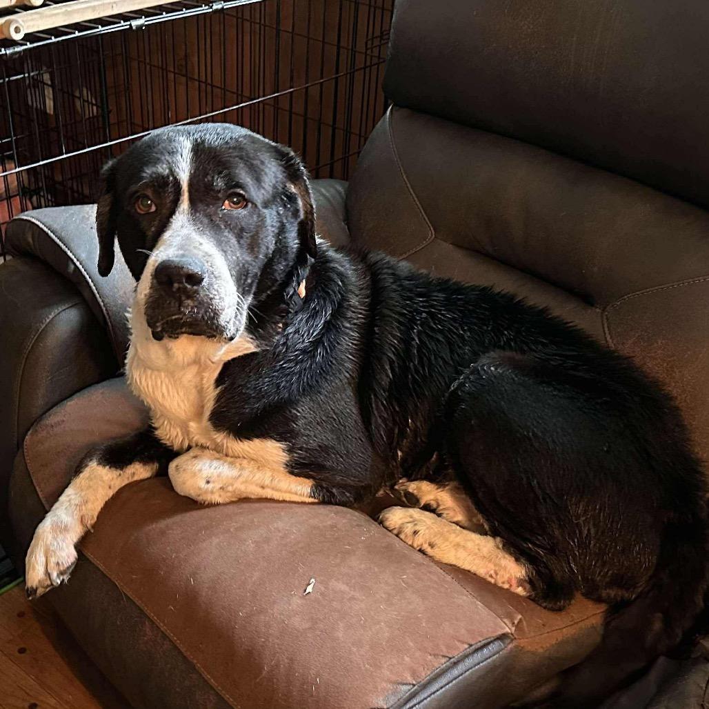 Enlarge Leia, a Adoptable mixed breed in Columbus, OH image 3/6