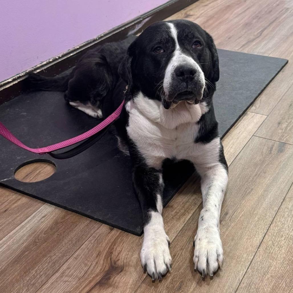 Leia, a Adoptable mixed breed in Columbus, OH image 3/6