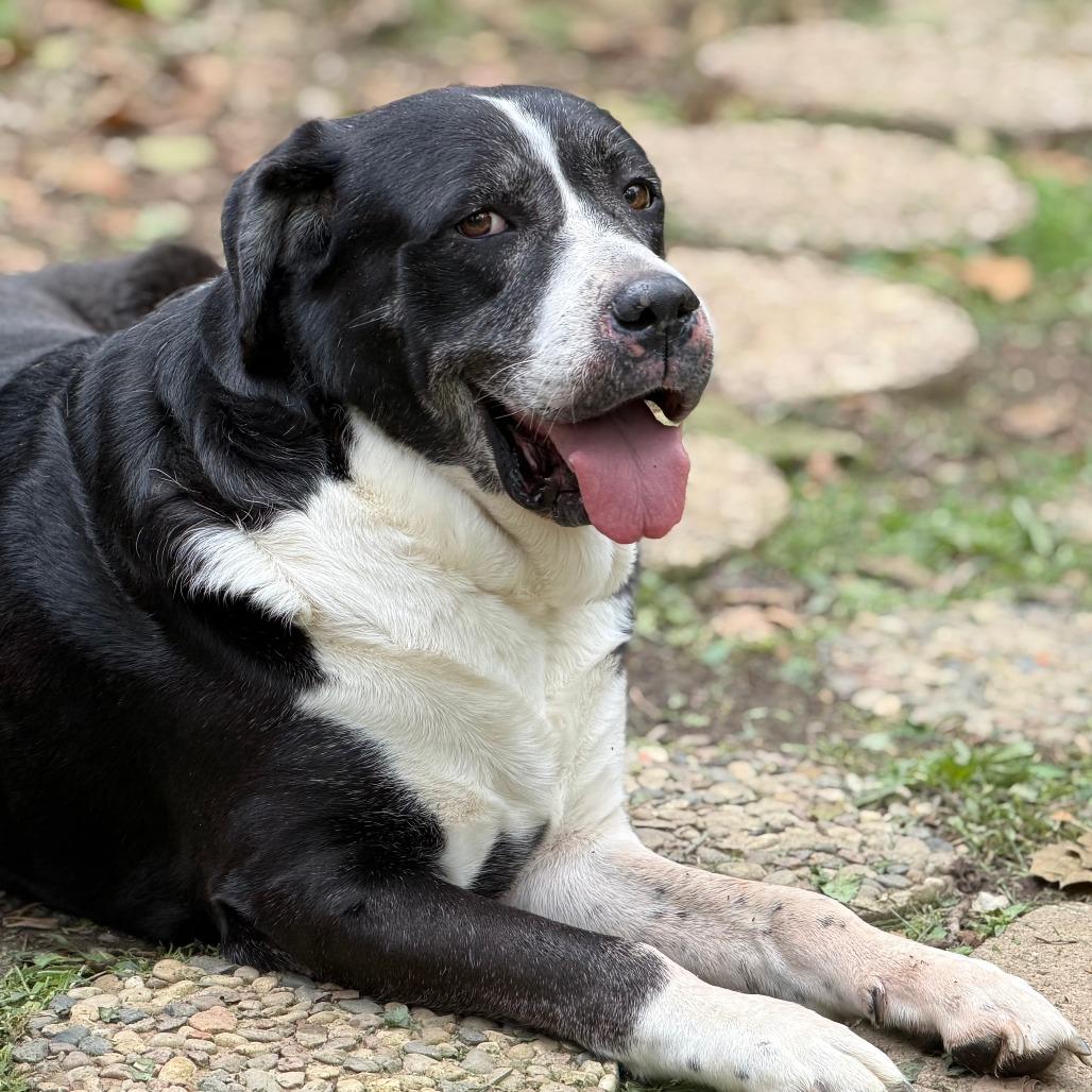 Leia, a Adoptable mixed breed in Columbus, OH image 5/6