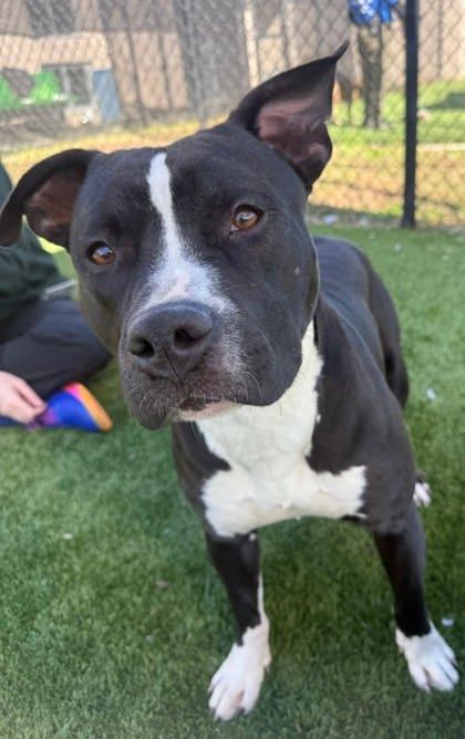 Enlarge William, a Adoptable mixed breed in Chesapeake, VA image 1/3