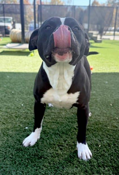 Enlarge William, a Adoptable mixed breed in Chesapeake, VA image 2/3