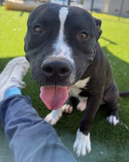 Enlarge William, a Adoptable mixed breed in Chesapeake, VA image 3/3