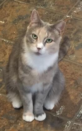 April, Adoptable, Adult Female Domestic Short Hair & Domestic Short Hair.