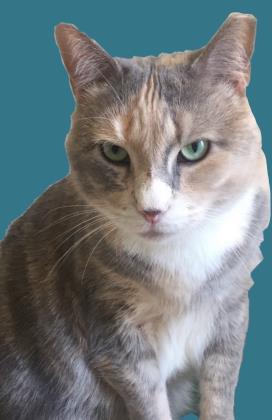 April, Adoptable, Adult Female Domestic Short Hair & Domestic Short Hair.