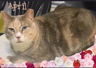 Enlarge April, a Adoptable Domestic Short Hair in New Freedom, PA image 3/3