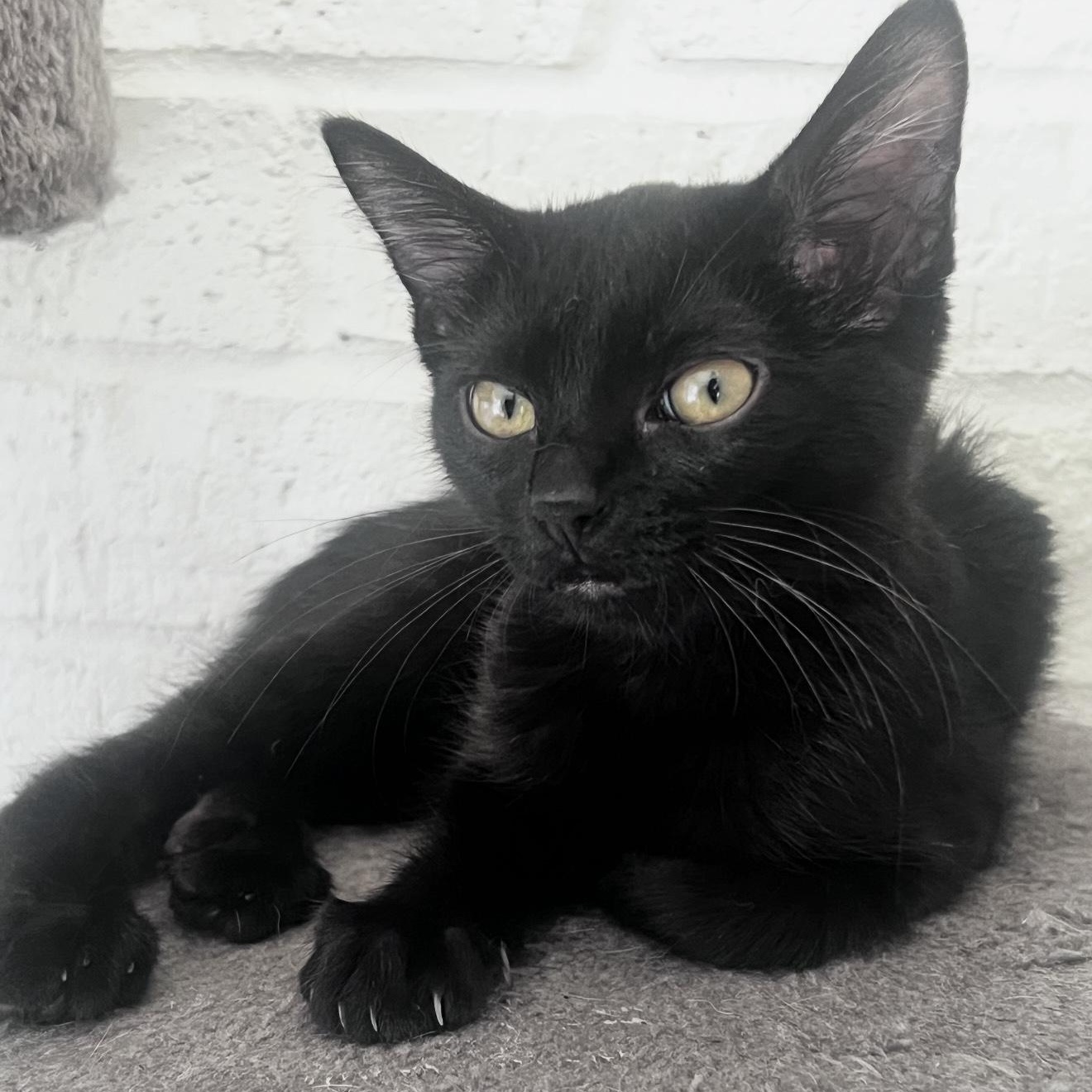 Torrie (Dog Friendly), a ADOPTABLE Domestic Short Hair in North Richland Hills, TX image 4/6