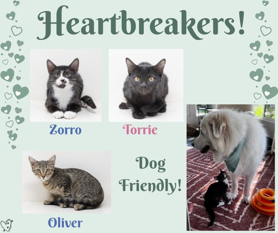 Torrie (Dog Friendly), a ADOPTABLE Domestic Short Hair in North Richland Hills, TX image 3/6