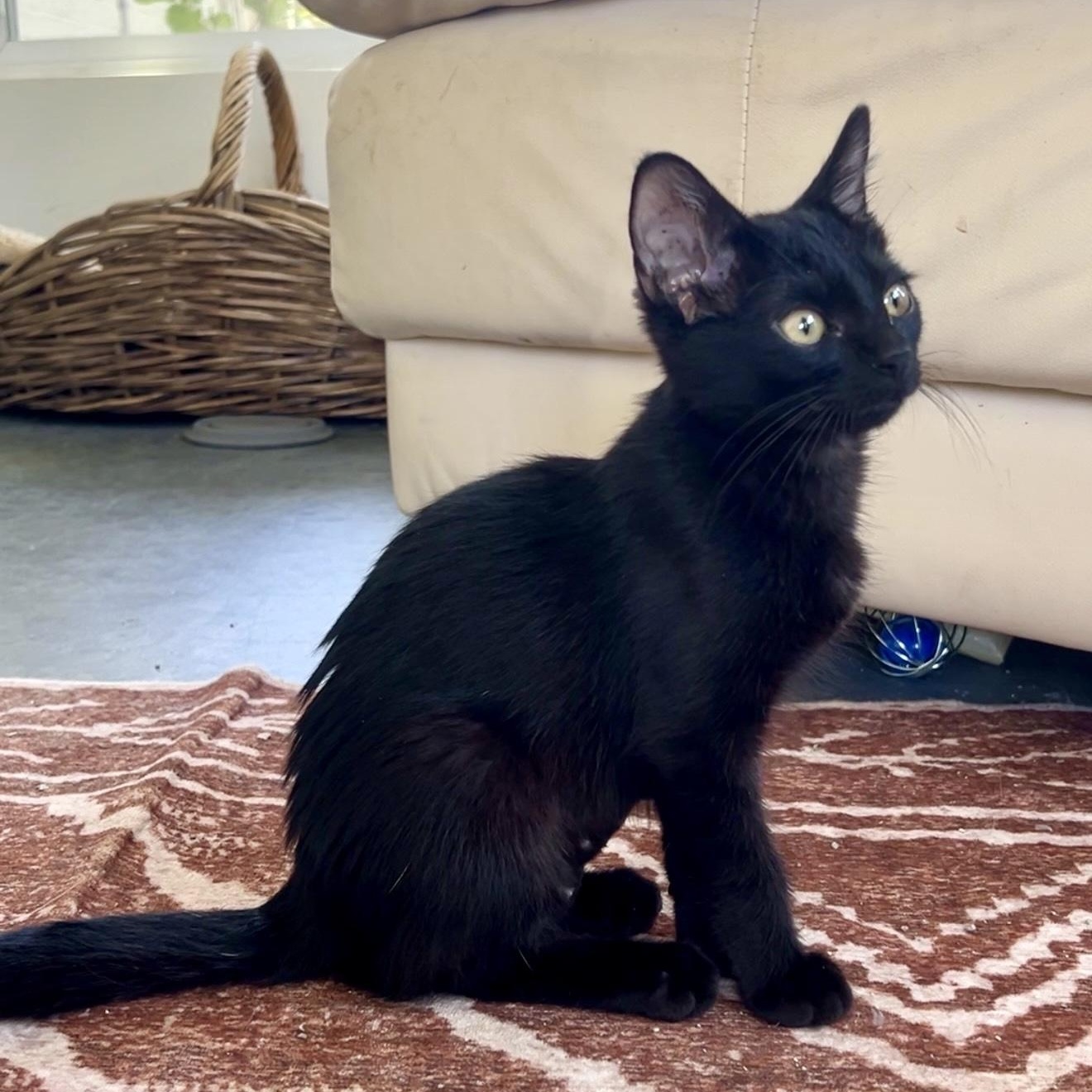 Torrie (Dog Friendly), a ADOPTABLE Domestic Short Hair in North Richland Hills, TX image 2/6