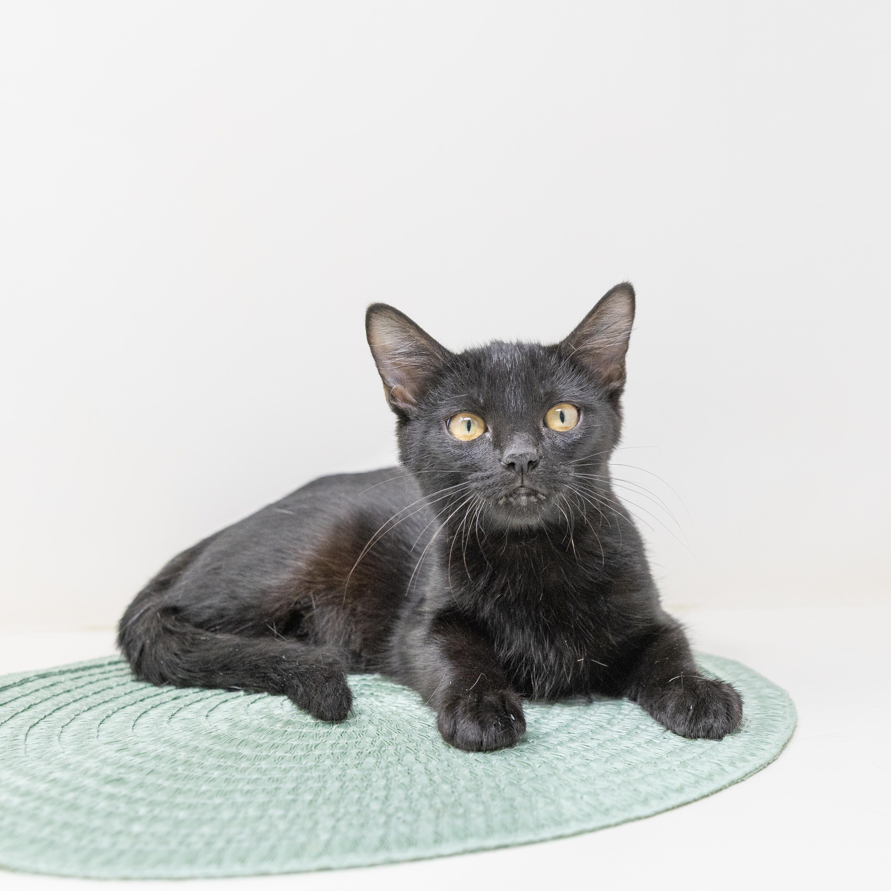 Torrie (Dog Friendly), ADOPTABLE, Kitten Female Domestic Short Hair.
