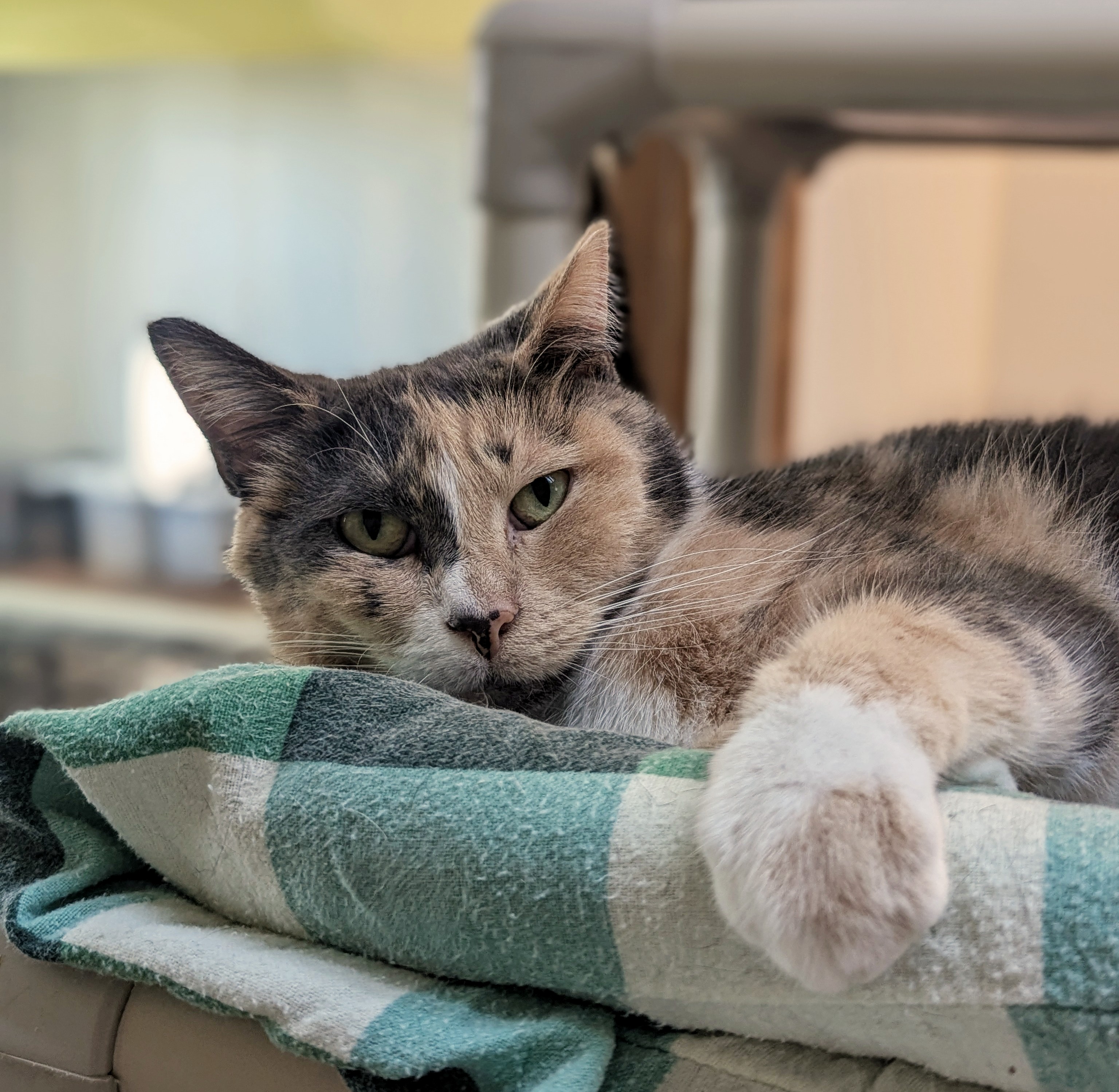 Enlarge Frenchie, a Adoptable Domestic Short Hair in Decatur, IL image 1/4