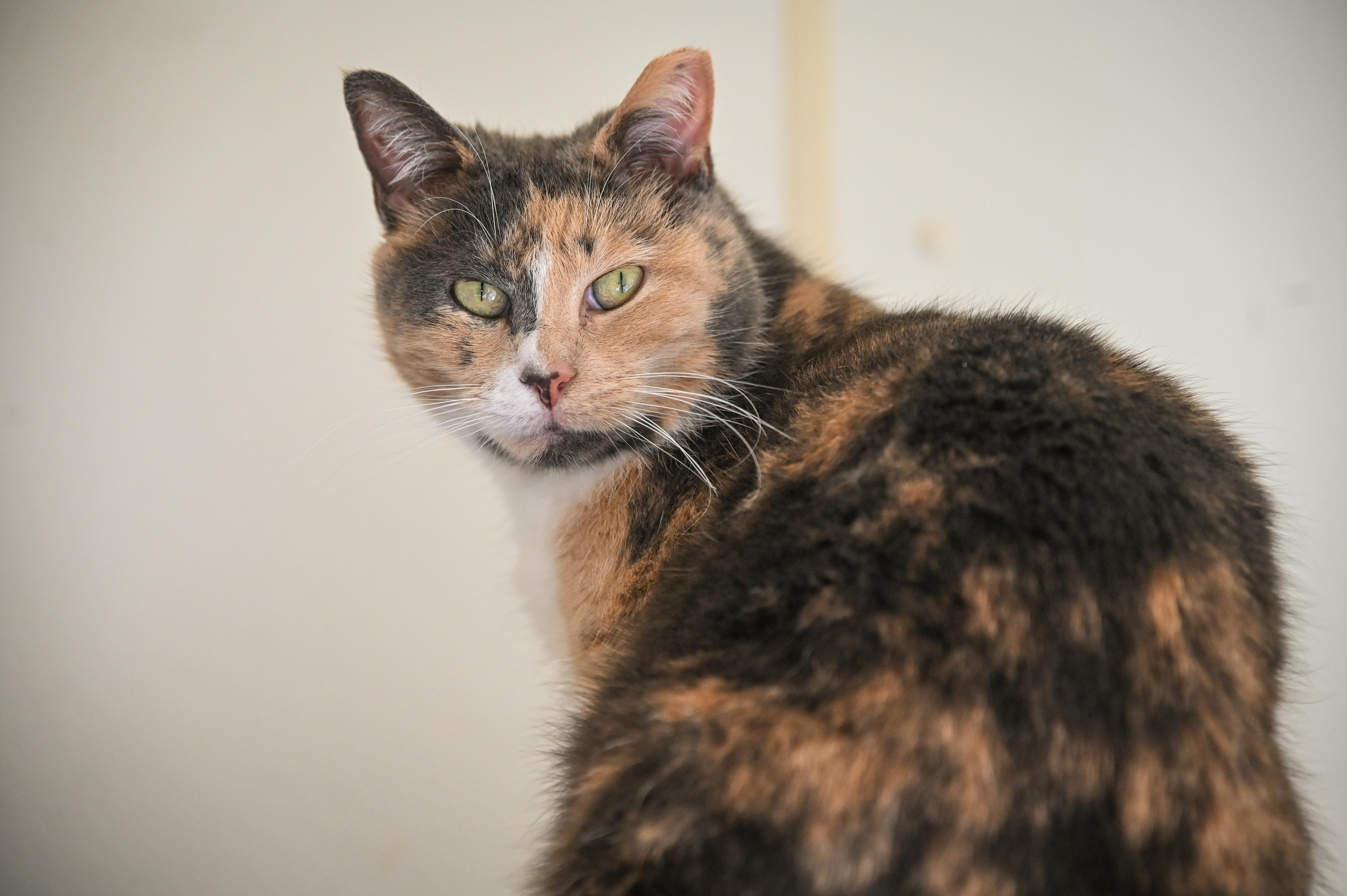 Enlarge Frenchie, a Adoptable Domestic Short Hair in Decatur, IL image 1/4