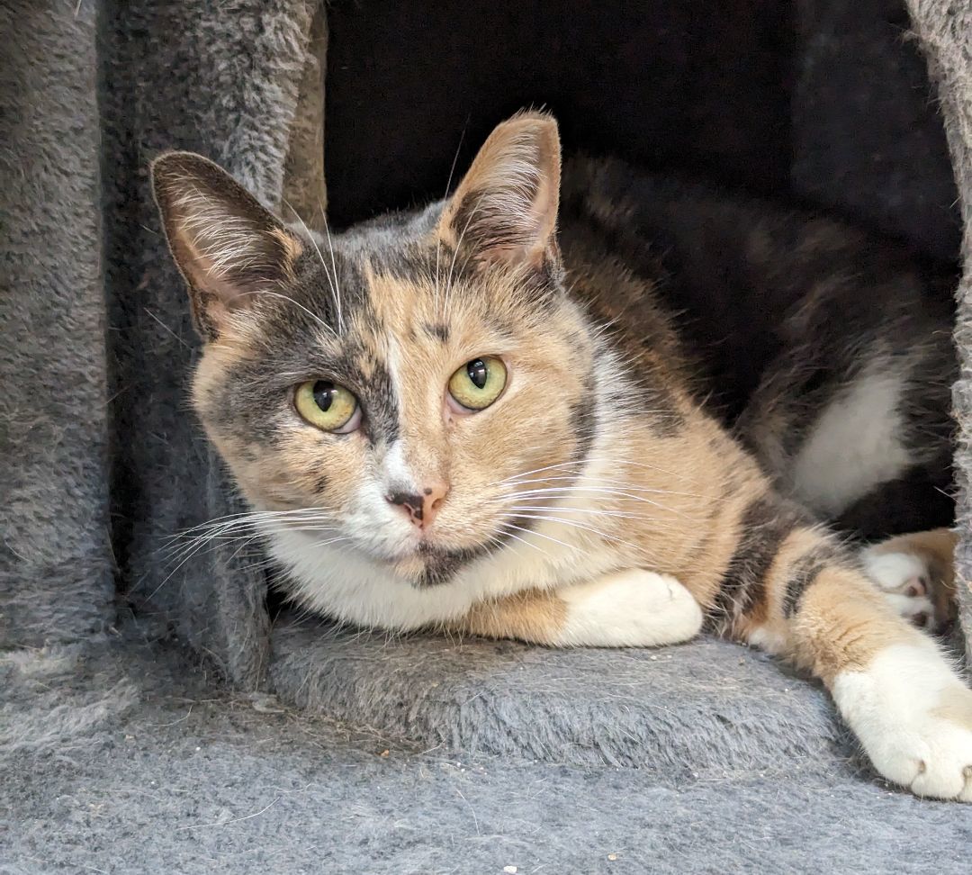 Enlarge Frenchie, a Adoptable Domestic Short Hair in Decatur, IL image 4/4