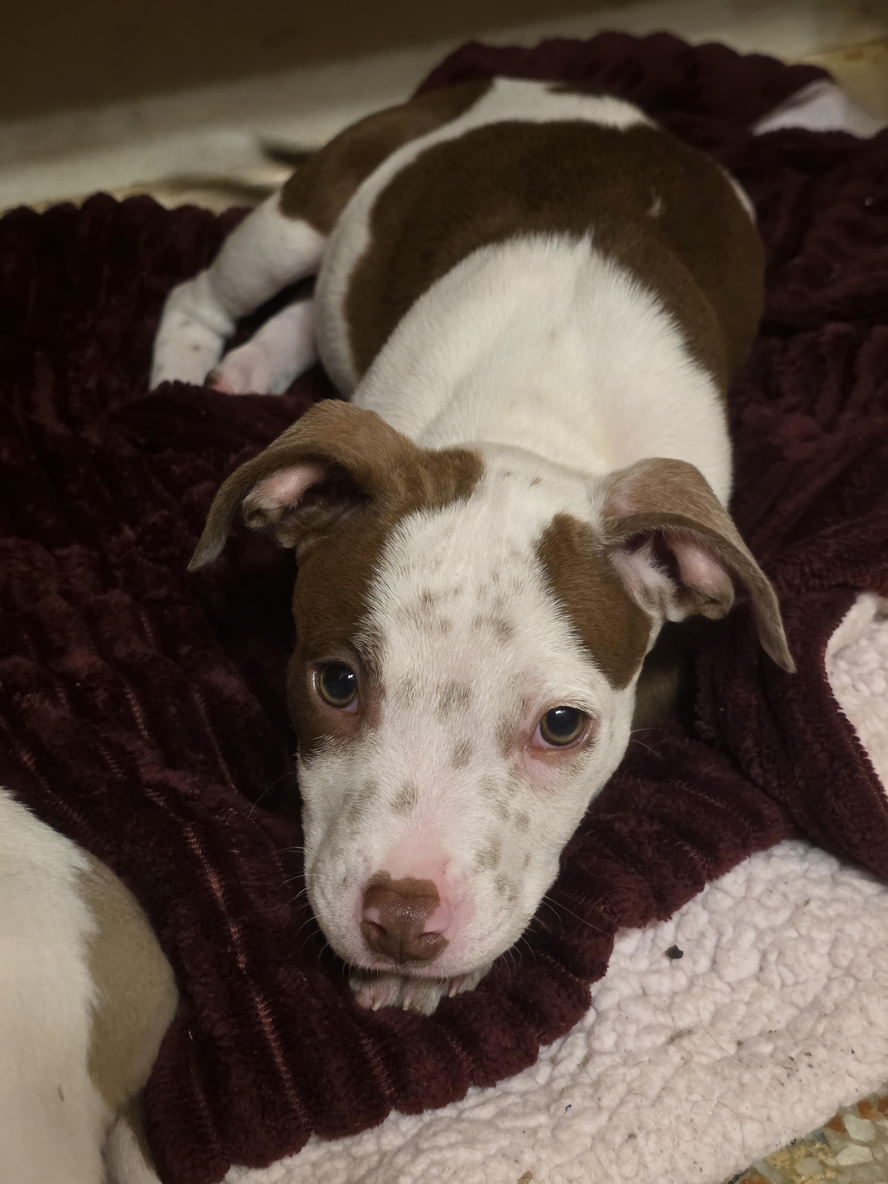 Peanut, adopted, Puppy Male Pit Bull Terrier.