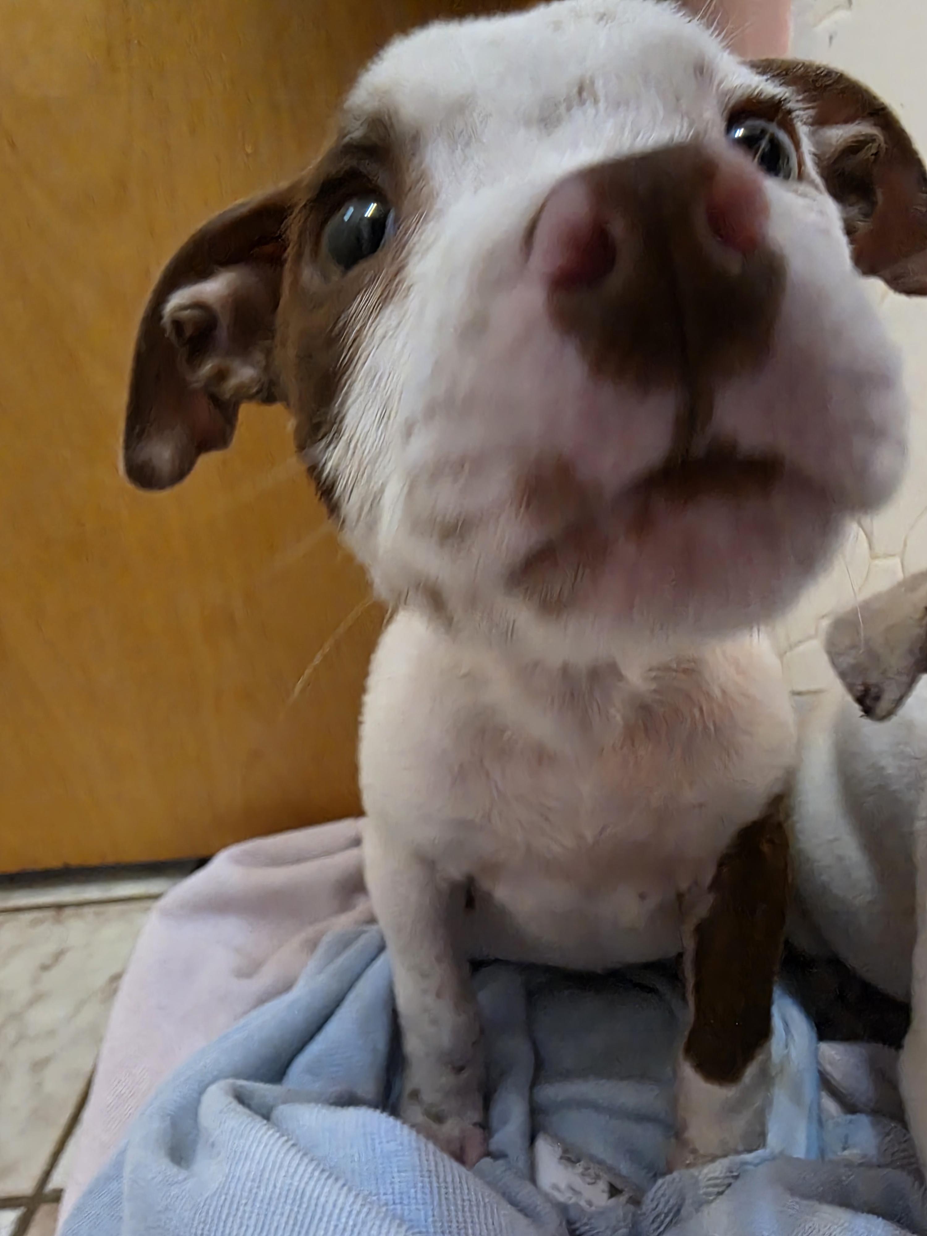 Enlarge Peanut, an adopted mixed breed in Maitland, FL image 4/4