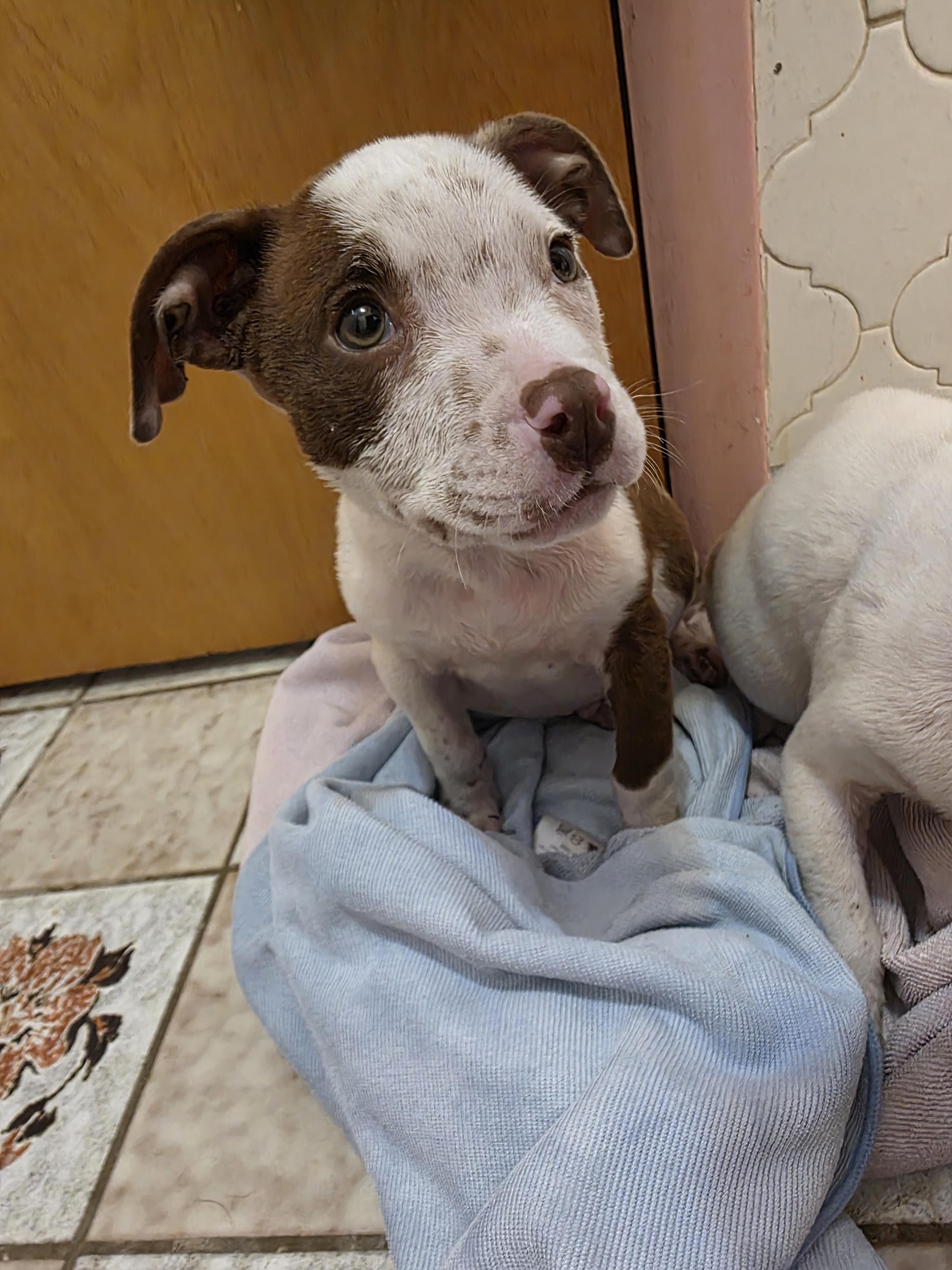 Enlarge Peanut, an adopted mixed breed in Maitland, FL image 2/4