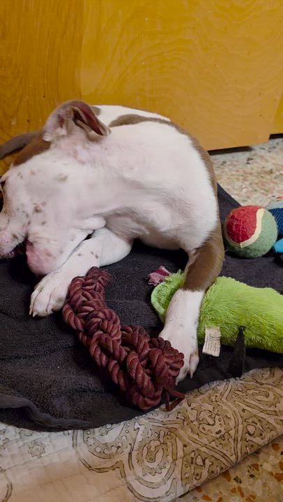 Enlarge Peanut, an adopted mixed breed in Maitland, FL video 3/4