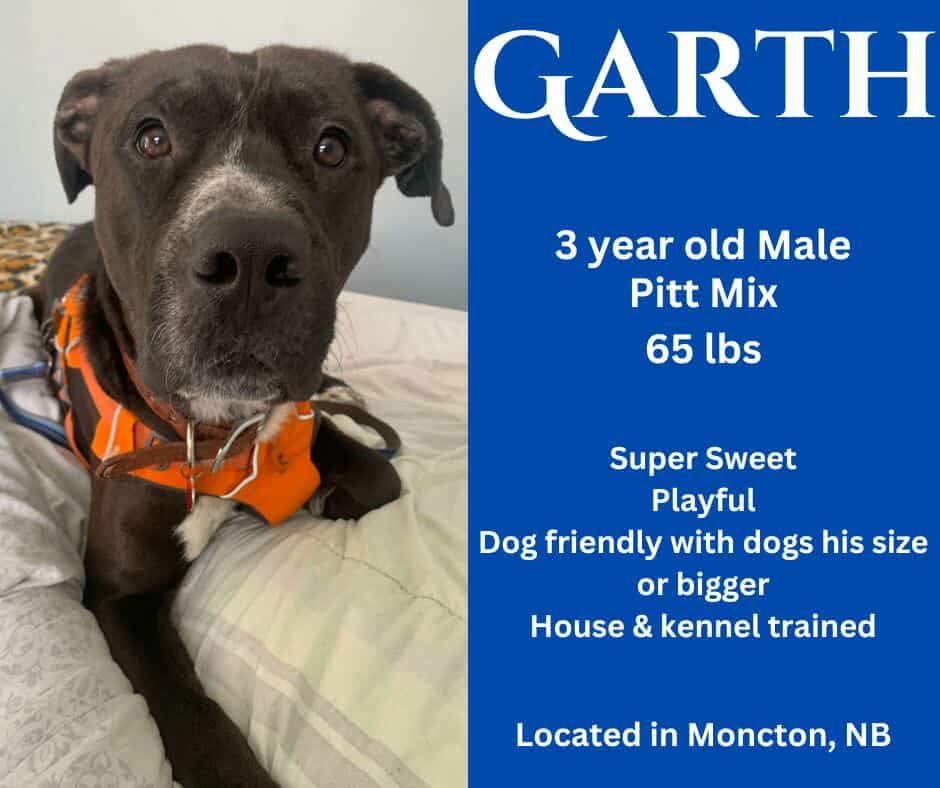 Garth, an adoptable Pit Bull Terrier, Black Labrador Retriever in Moncton, NB, E1C 8C8 | Photo Image 1