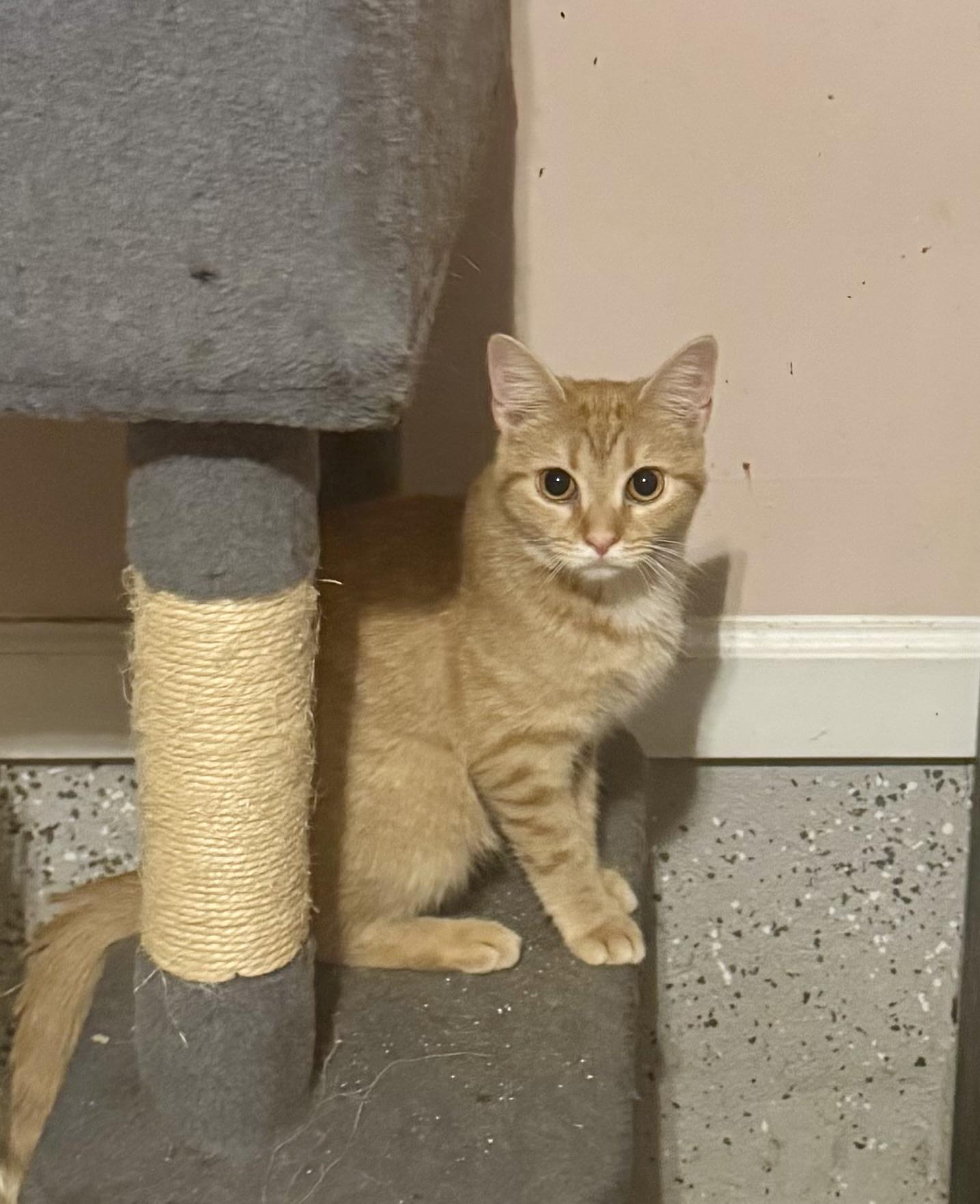 Fiona =^.^.=, an adopted Domestic Short Hair in Jacksonville, FL image 1/6