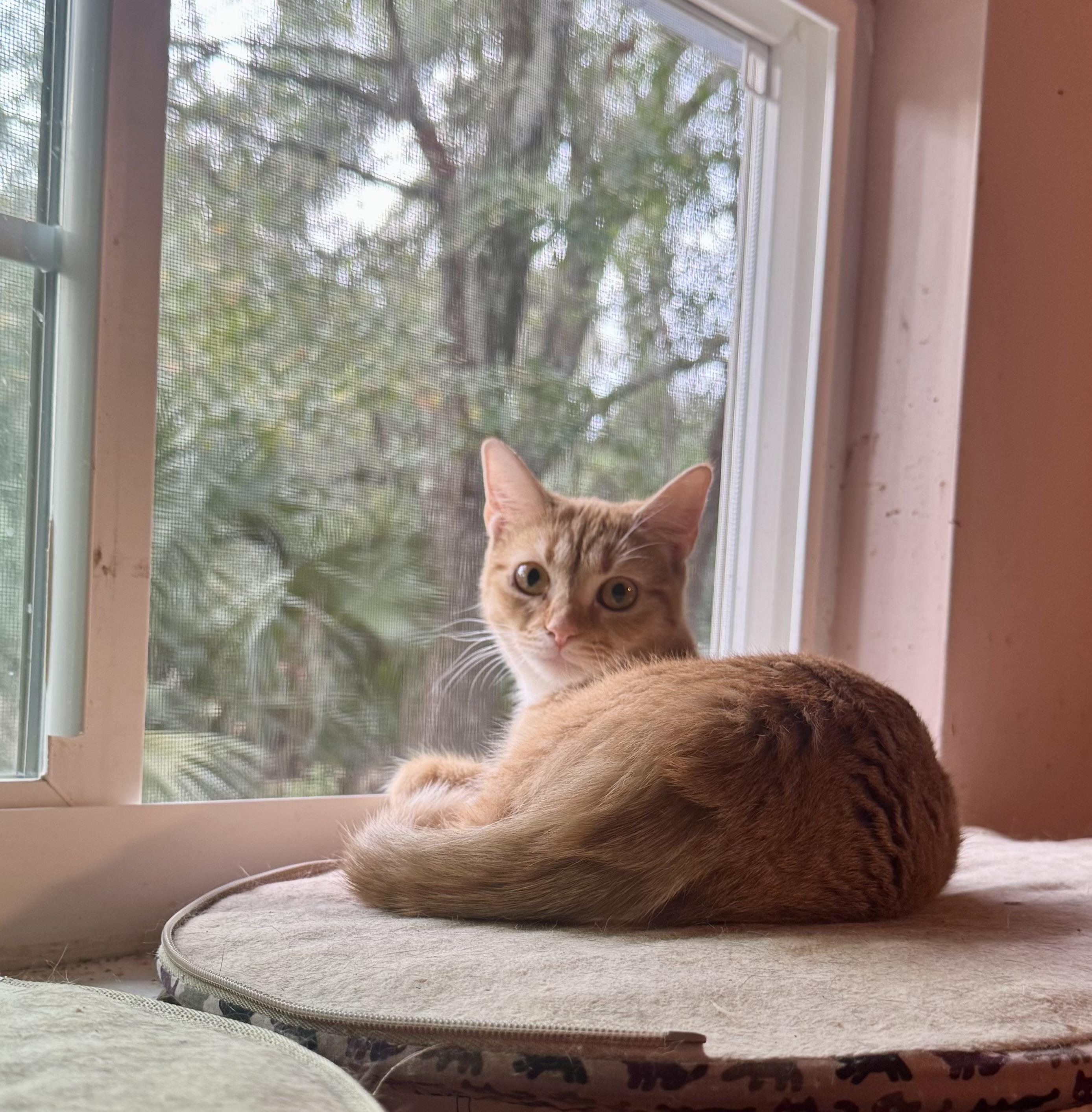 Fiona =^.^.=, an adopted Domestic Short Hair in Jacksonville, FL image 6/6