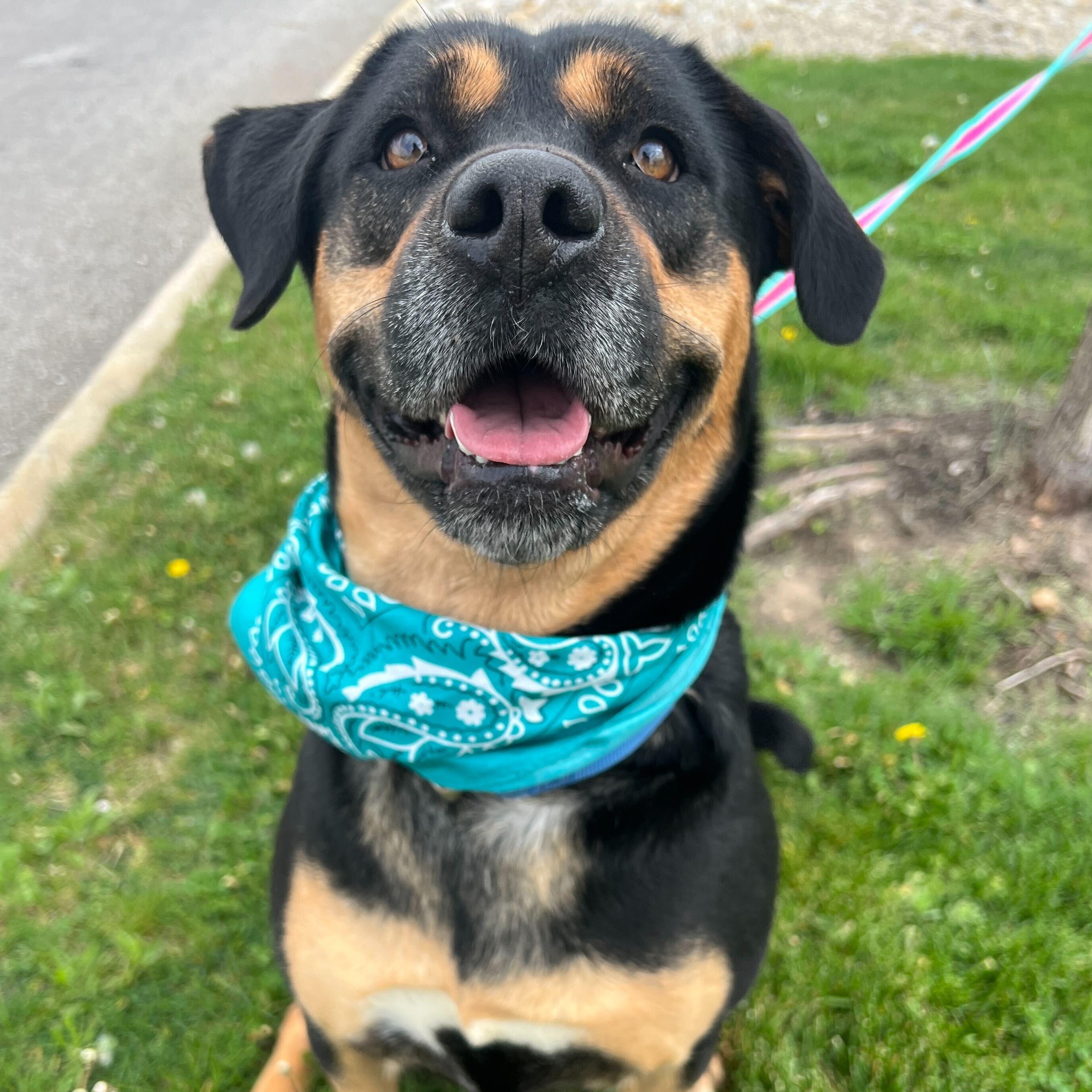 Ruby, adoptable, Adult Female Mixed Breed.