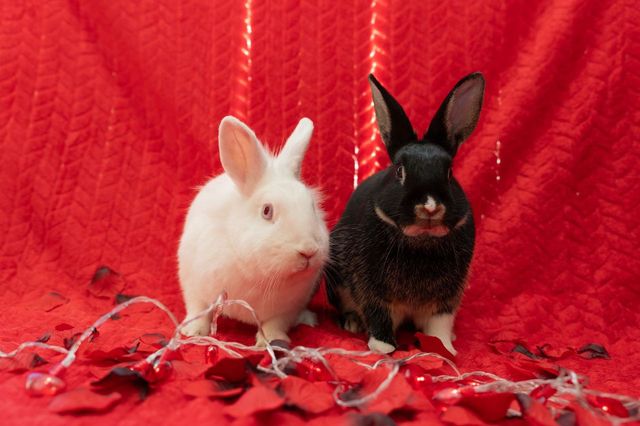 Jackie & Sally, a Adoptable Palomino in Folsom, CA image 1/3