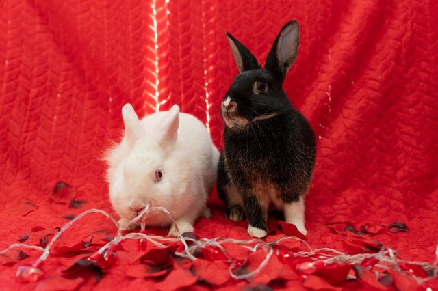 Jackie & Sally, a Adoptable Palomino in Folsom, CA image 2/3