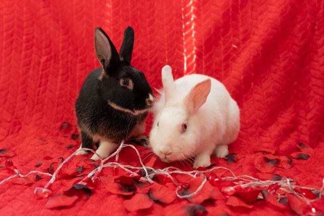 Jackie & Sally, a Adoptable Palomino in Folsom, CA image 3/3
