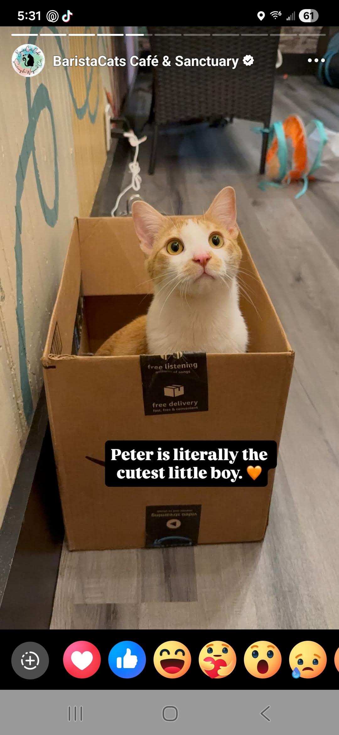 Enlarge Peter, a Adoptable mixed breed in Whitewater, WI image 6/6