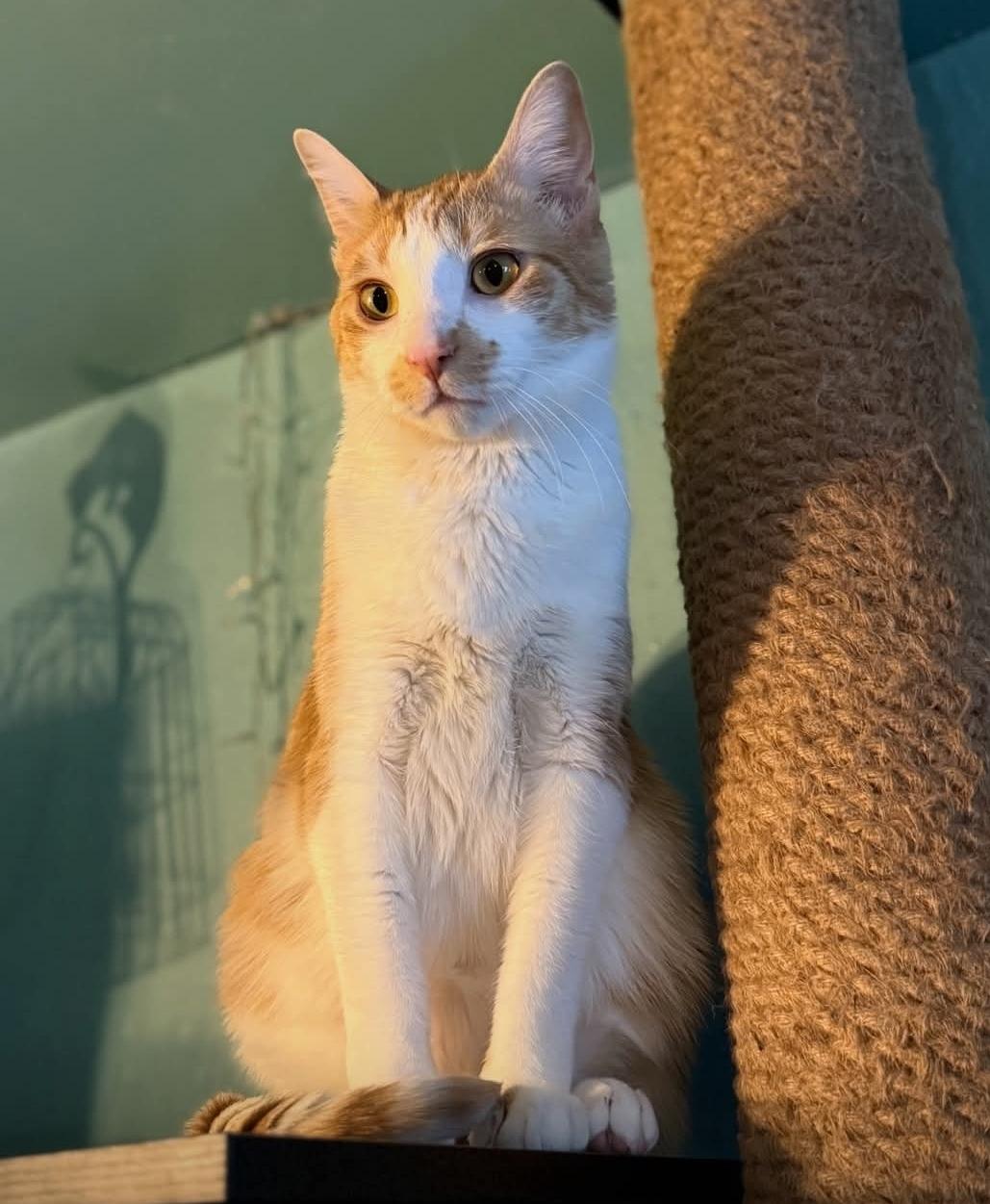 Enlarge Peter, a Adoptable mixed breed in Whitewater, WI image 5/6