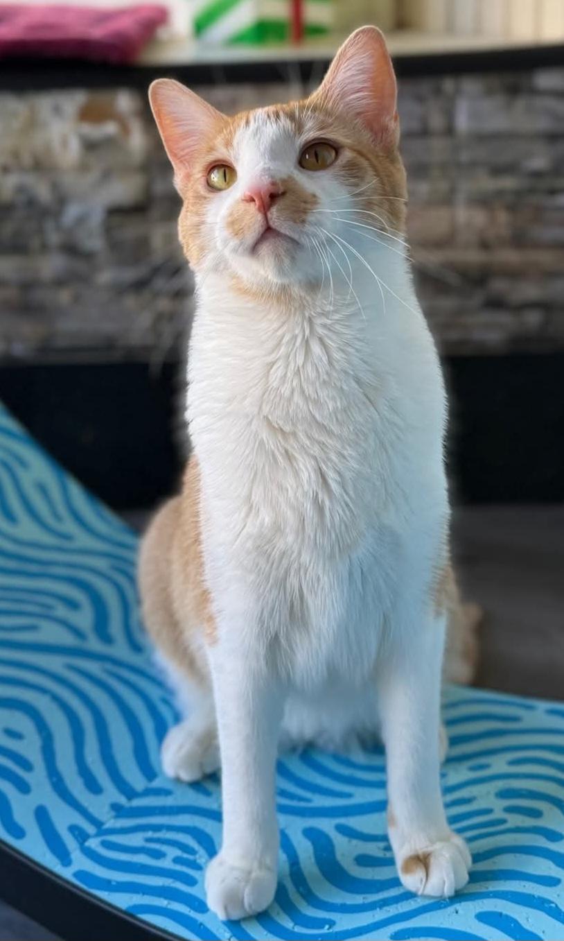 Enlarge Peter, a Adoptable mixed breed in Whitewater, WI image 2/6