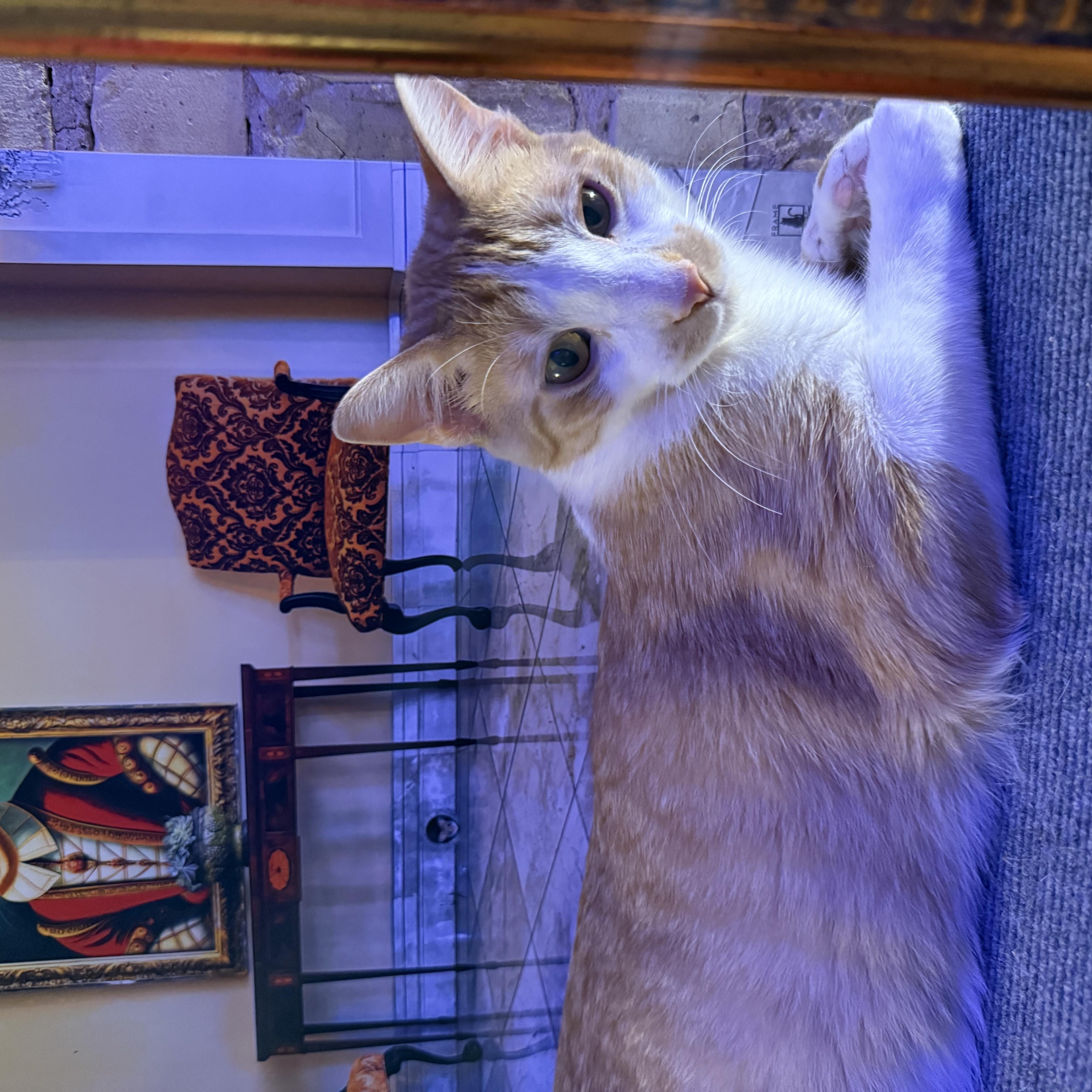 Enlarge Peter, a Adoptable mixed breed in Whitewater, WI image 3/6