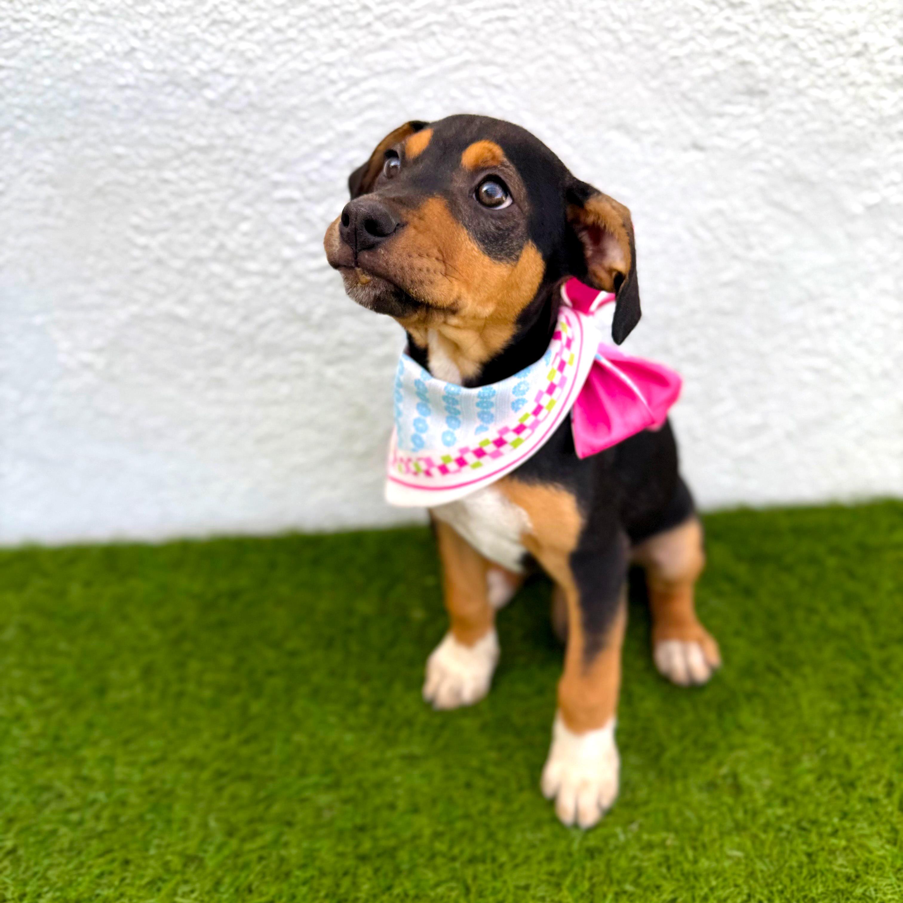 Enlarge LAURIE, a Adoptable mixed breed in Tecate, BCN image 6/6