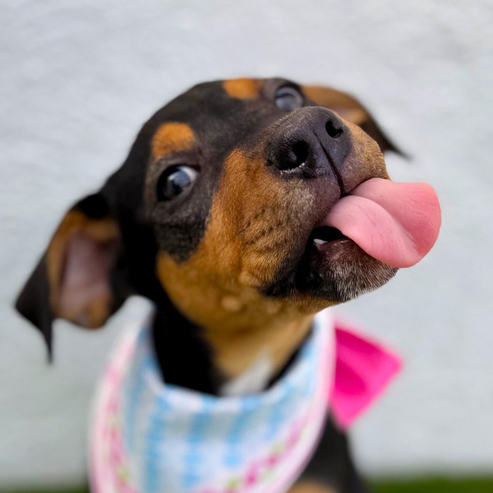 Enlarge LAURIE, a Adoptable mixed breed in Tecate, BCN image 2/6