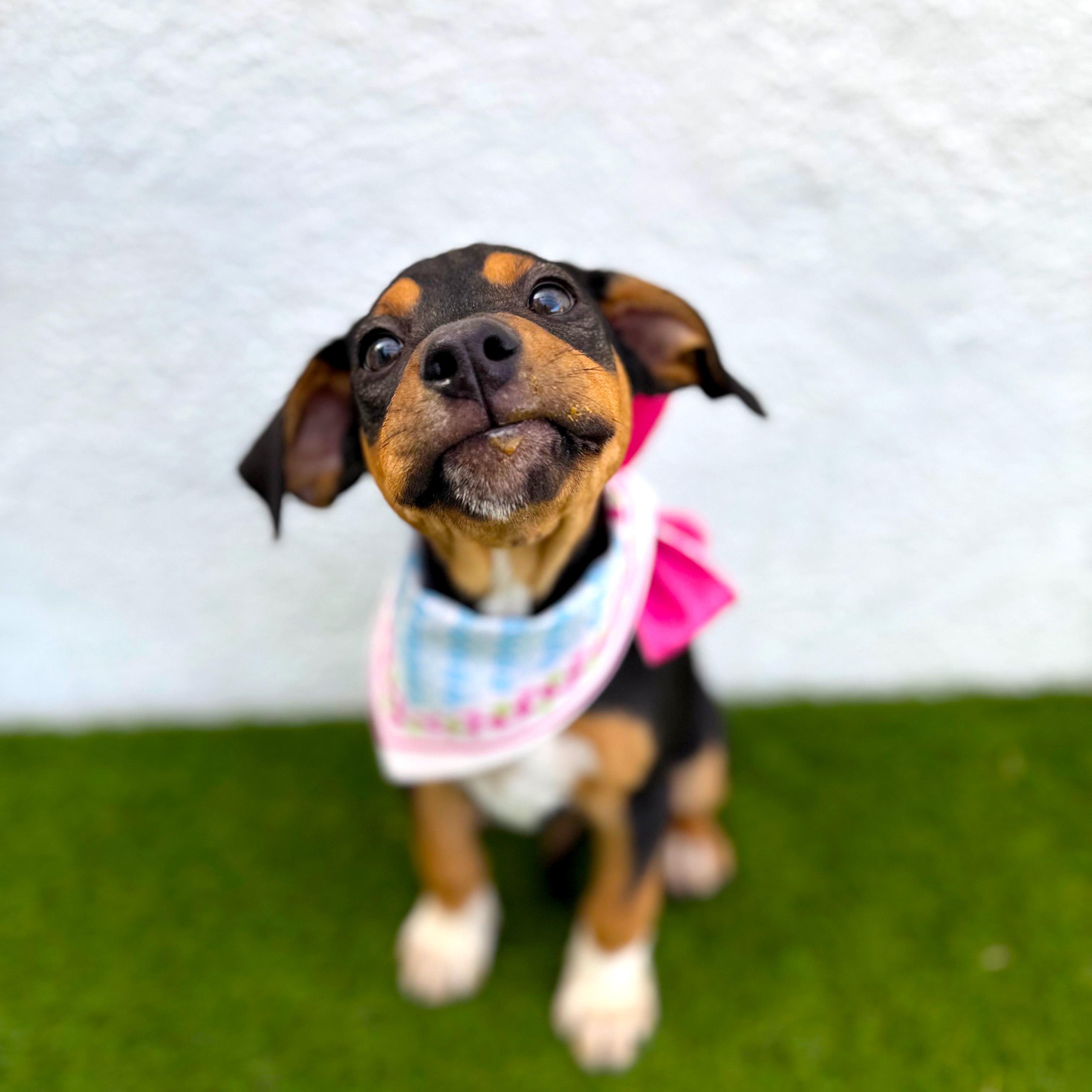 Enlarge LAURIE, a Adoptable mixed breed in Tecate, BCN image 3/6