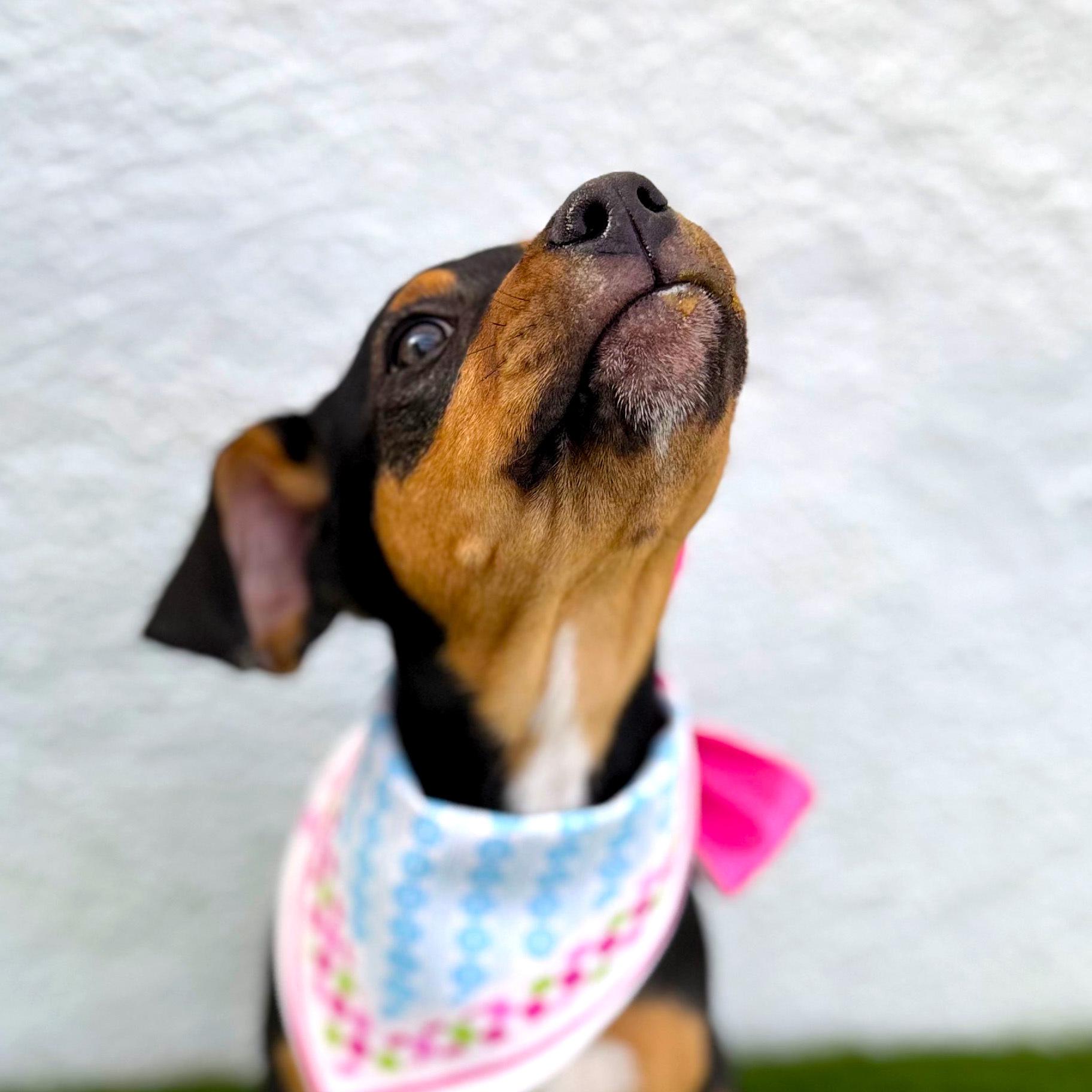 Enlarge LAURIE, a Adoptable mixed breed in Tecate, BCN image 5/6