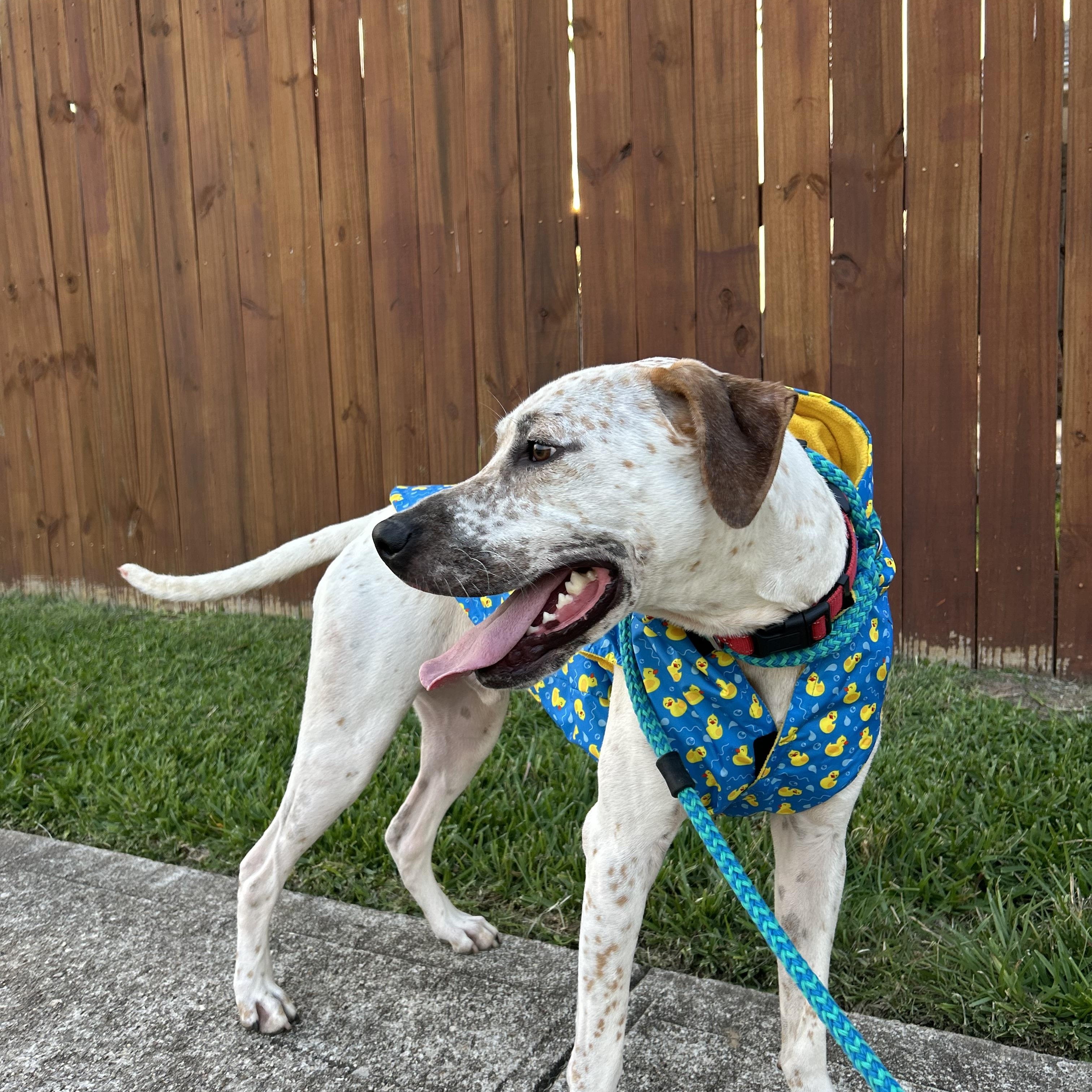 Enlarge Cody, a Adoptable mixed breed in La Grande, OR image 4/6